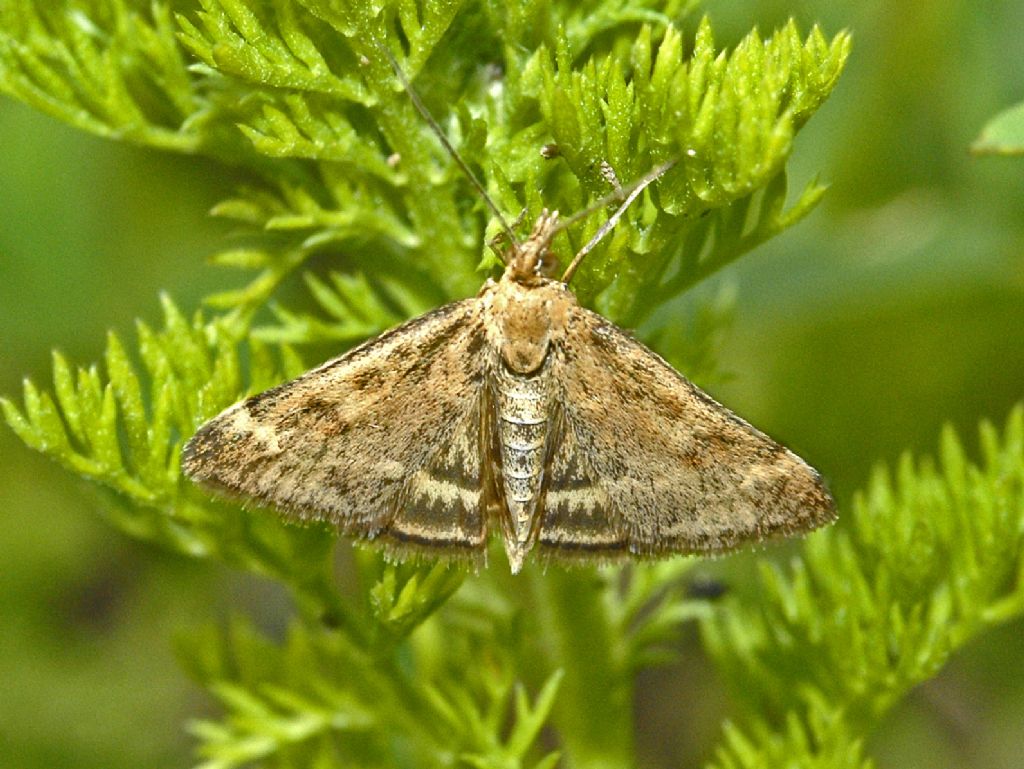 Una piccola falena bruna da determinare - Pyrausta despicata